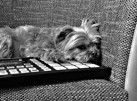 MIDI Dog creative assistent